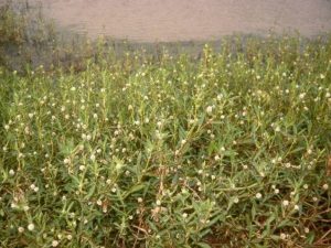 alligator weed covering area