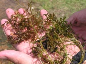 bunch of brittle naiad showing whole plant