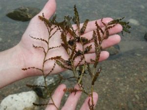 bunch of curly-leafed pondweed