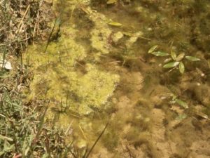 filamentous algae cluttered by pond bank