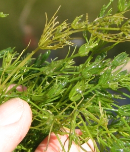 close up muskgrass