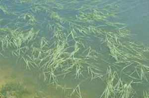 floating Southern Watergrass