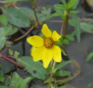 Bur Marigold Flower