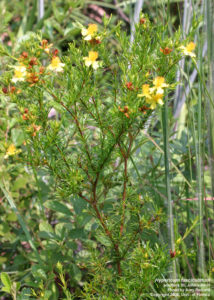 St johns wort side view