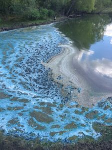 Blue green algae growing on top of a pond