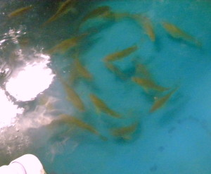 marine baitfish 2