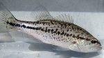 Largemouth Bass Species Profiel