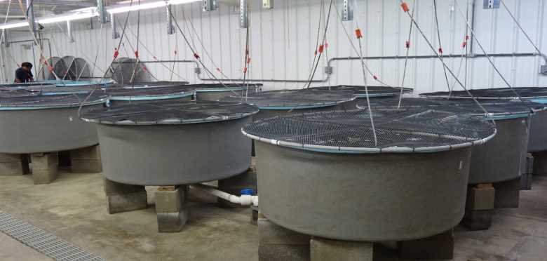 aquaculture tanks
