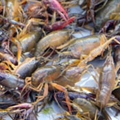 crawfish-production
