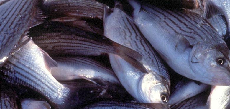 Hybrid Striped Bass Production and Farming