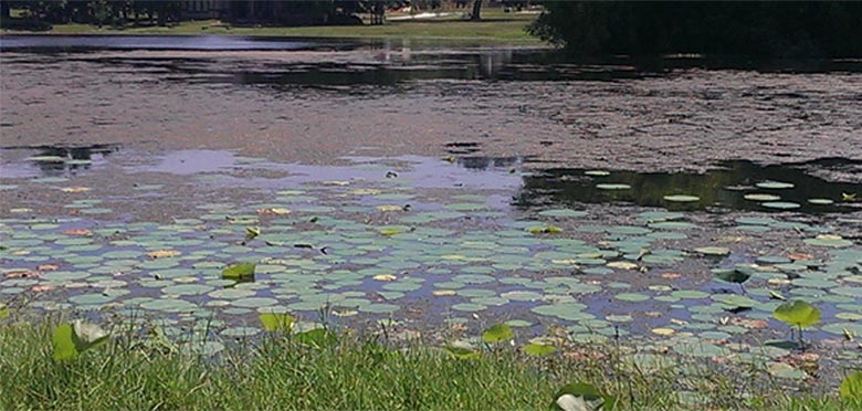 aquatic vegetation management pond weeds