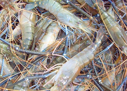 freshwater prawns