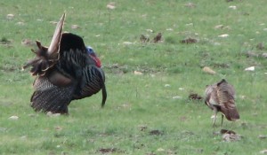 Gobblers attract a hen’s attention by gobbling and strutting. 