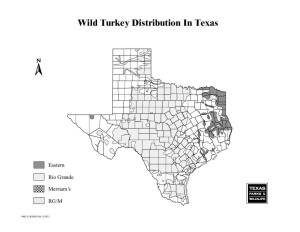 Wild Turkey Distribution in Texas