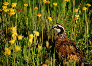 Male Northern Bobwhite in flowers, Texas