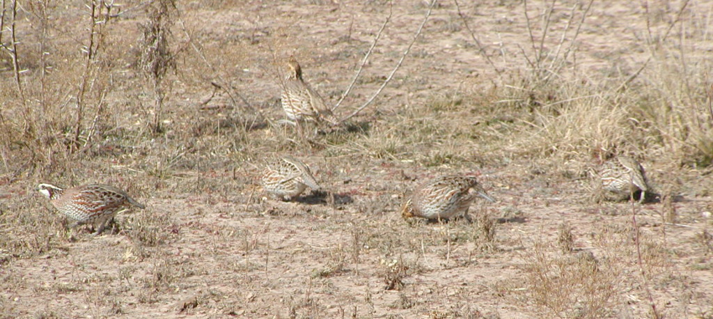 A group of quail is called a covey