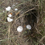 Dummy Nest